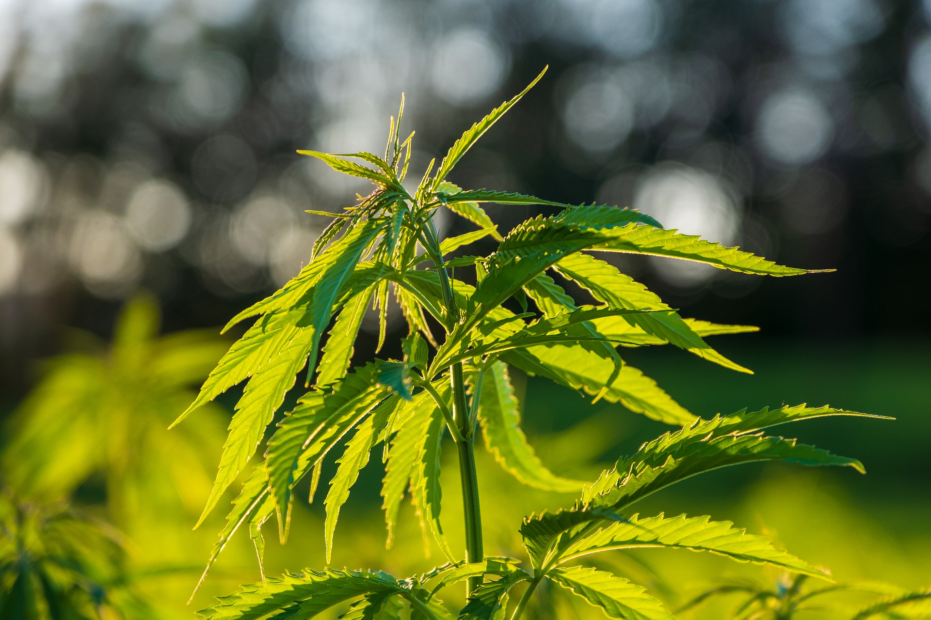 Cannabis / Pixabay