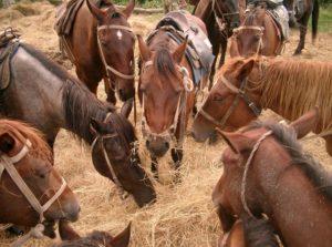 Pferde als Arbeitstier in der Landwirtschaft / Pixabay