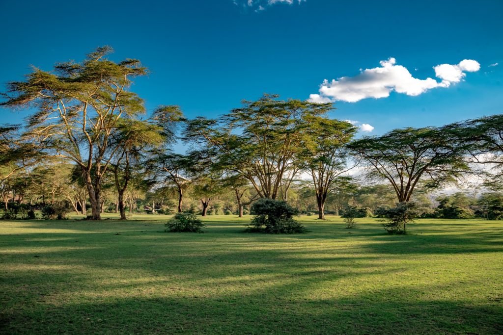 Afrika - Grüner Kontinent im Aufbruch