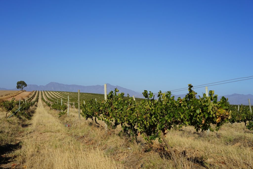 Agriculture: the basis of the Rwandan economy