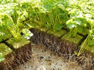 GREEN DEAL: Verantwortung ökologischer Landbau