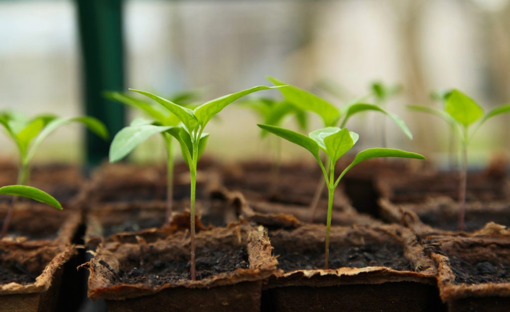 Lösungskonzepte: Urban und Indoor Farming