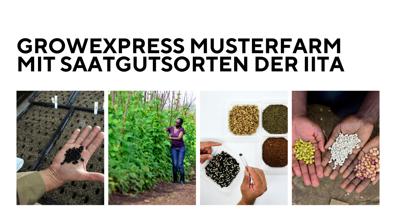 GrowExpress Musterfarm mit Saatgutsorten der IITA